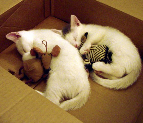 伊布接管世界排名争夺战，土耳其提前终结葡萄牙悬念